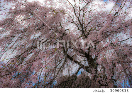 竹田　墓守桜 50960358