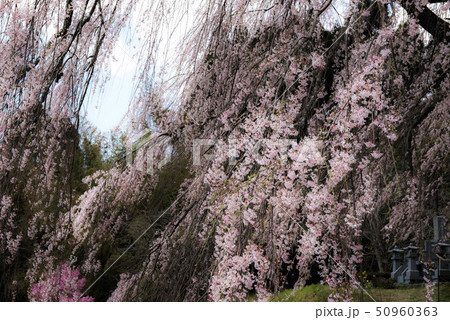 竹田　墓守桜 50960363