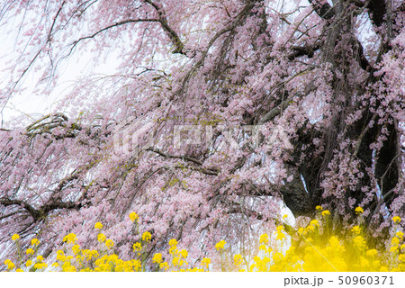 竹田　墓守桜 50960371