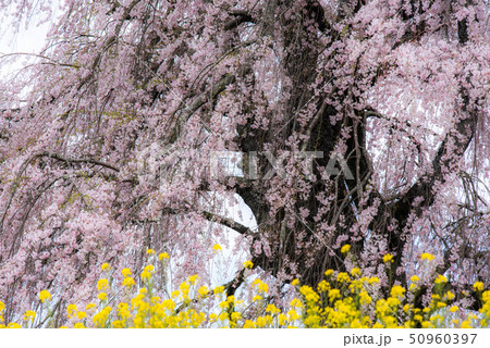 竹田　墓守桜 50960397