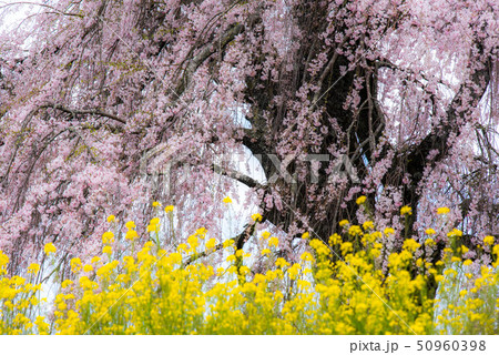 竹田　墓守桜 50960398
