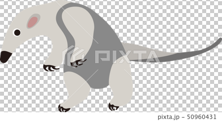 アリクイ 50960431