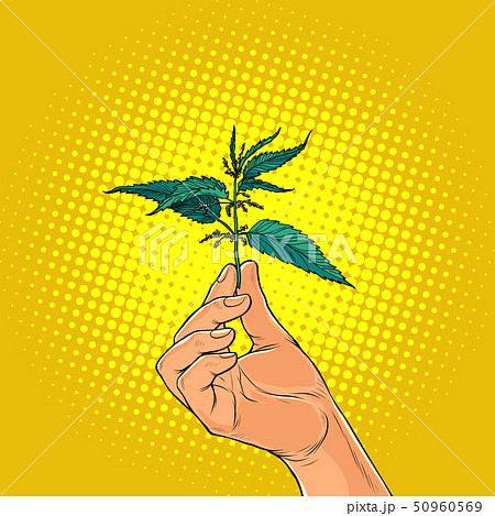 nettle, green burning plant in the hands nettle, green burning plant in the hands 50960569