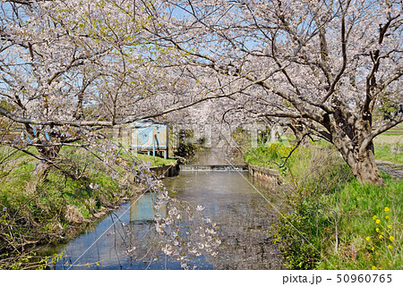 DouglasLaingEpicurean&TheIleachCASK(桜並木様 2018-3-31.jpg?w=1200&h=1200&s=1