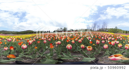 滝野すずらん丘陵公園のチューリップ(360°VR素材) 滝野すずらん丘陵公園のチューリップ(360°VR素材) 50960992
