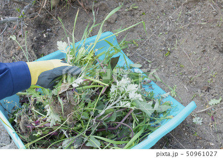 草取り作業 50961027