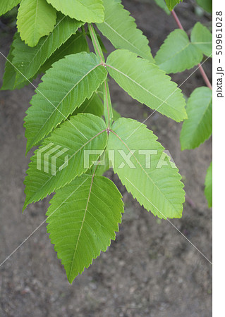 ヌルデ(白膠木) ヌルデ(白膠木) 50961028