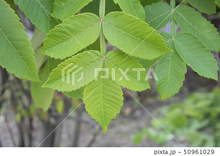 ヌルデ(白膠木) ヌルデ(白膠木) 50961029