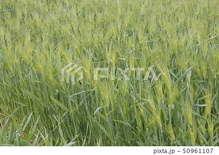 小麦畑 50961107