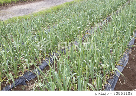 にんにく畑 50961108