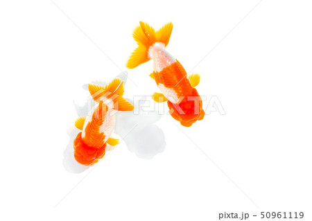 金魚　らんちゅう 50961119