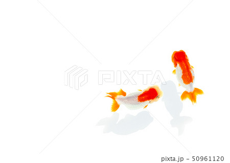 金魚　らんちゅう 50961120