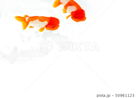 金魚 らんちゅう 金魚 らんちゅう 50961123