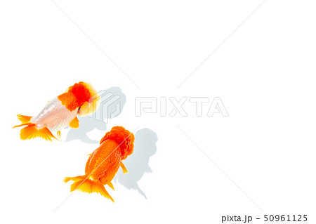 金魚 らんちゅう 金魚 らんちゅう 50961125
