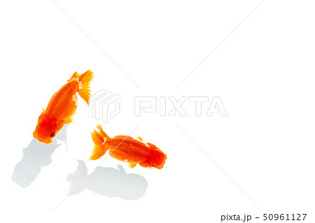 金魚 らんちゅう 金魚 らんちゅう 50961127
