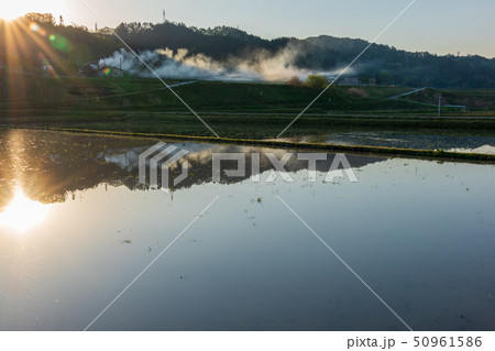 安曇野の朝景：水田　　　　北安曇郡池田町 50961586
