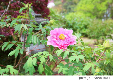牡丹の花 牡丹の花 50961681