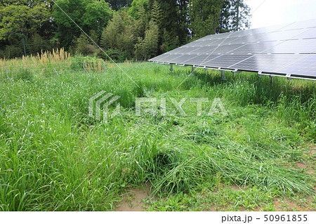 太陽光発電所と雑草 太陽光発電所と雑草 50961855