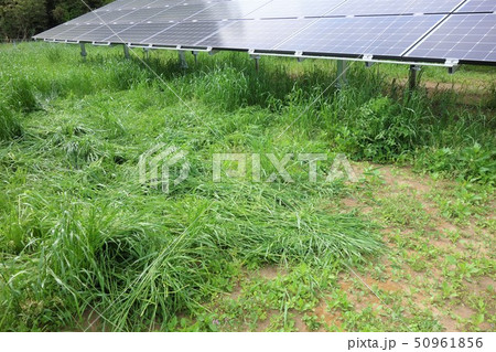 太陽光発電所と雑草 太陽光発電所と雑草 50961856
