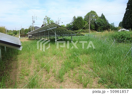 太陽光発電所と雑草 太陽光発電所と雑草 50961857