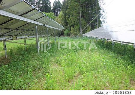 太陽光発電所と雑草 50961858