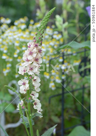 バーバスカム　サザンチャーム 50961884