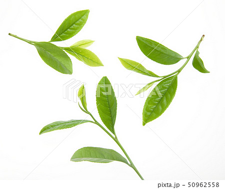 お茶の葉 50962558