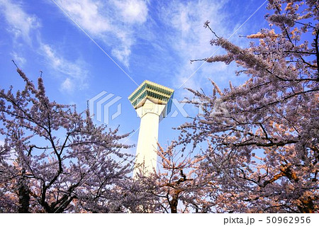 朝の五稜郭公園 函館市 朝の五稜郭公園 函館市 50962956