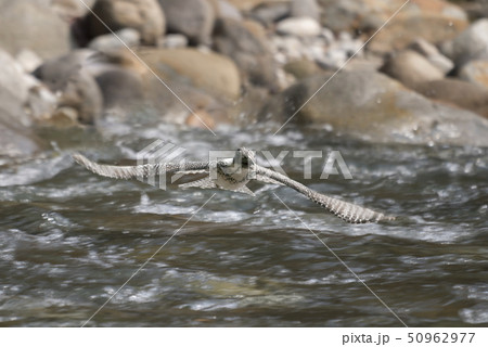 ヤマセミ 50962977