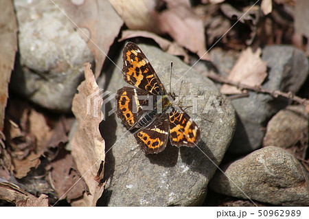 サカハチチョウ 50962989