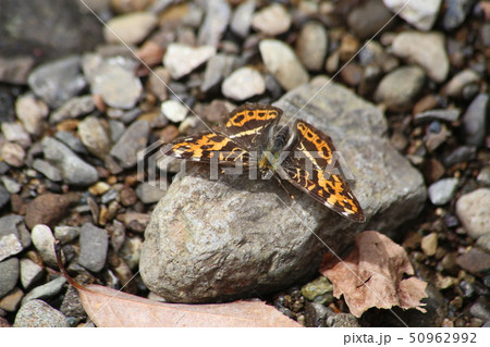 サカハチチョウ サカハチチョウ 50962992