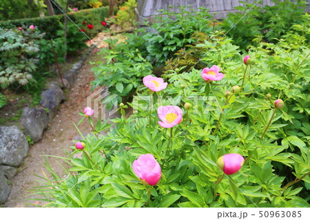 シャクヤクの花 50963085