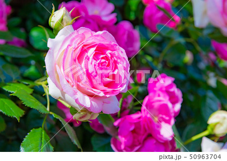 バラ バラ 50963704