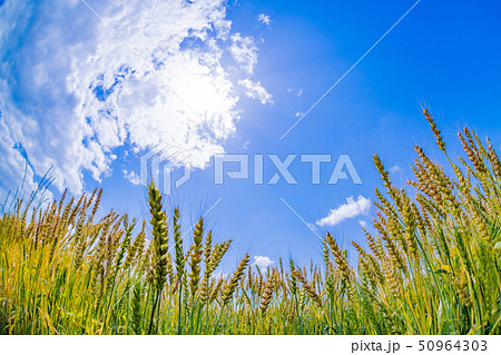 麦と5月の青空　魚眼レンズ 50964303
