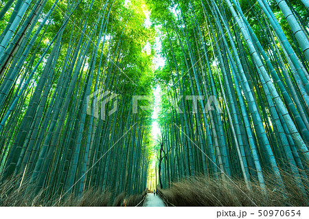 《京都府》竹林の道・嵯峨野《早朝》 50970654