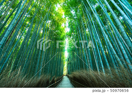 《京都府》竹林の道・嵯峨野《早朝》 《京都府》竹林の道・嵯峨野《早朝》 50970656