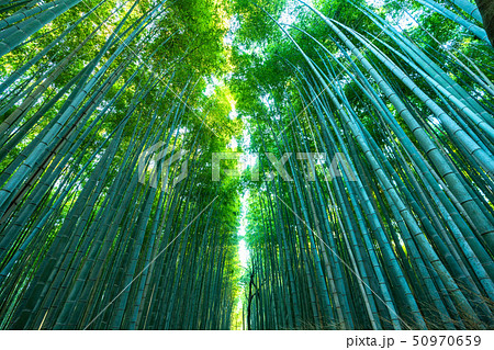 《京都府》竹林の道・嵯峨野《早朝》 《京都府》竹林の道・嵯峨野《早朝》 50970659