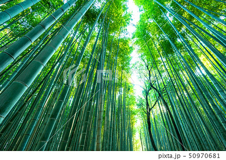 《京都府》竹林の道・嵯峨野《早朝》 《京都府》竹林の道・嵯峨野《早朝》 50970681
