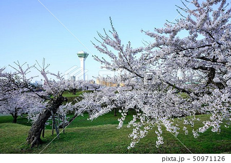 朝の五稜郭公園 函館市 朝の五稜郭公園 函館市 50971126