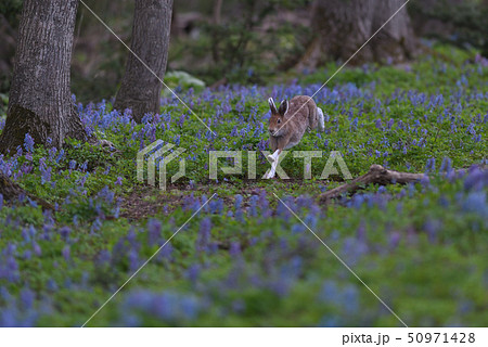 ユキウサギ㊵（北海道） 50971428