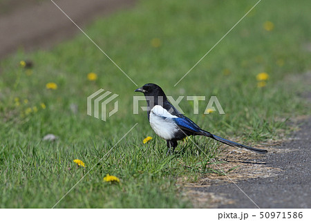 カササギ③（北海道） 50971586