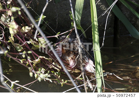 水路を泳ぐ「モグラ」 50972457