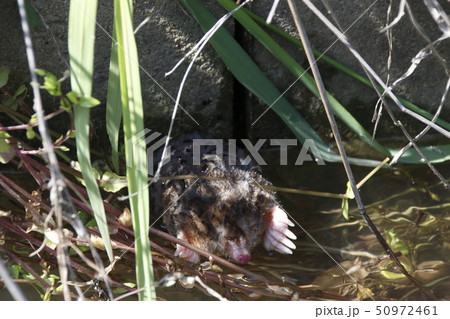 水路を泳ぐ「モグラ」 50972461