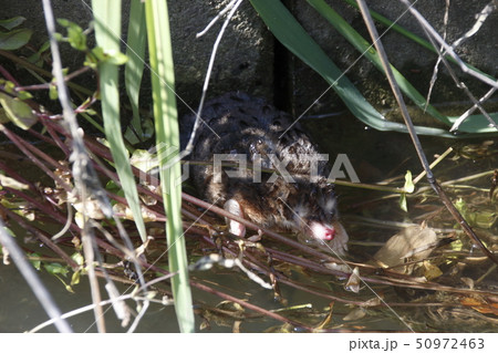 水路を泳ぐ「モグラ」 水路を泳ぐ「モグラ」 50972463