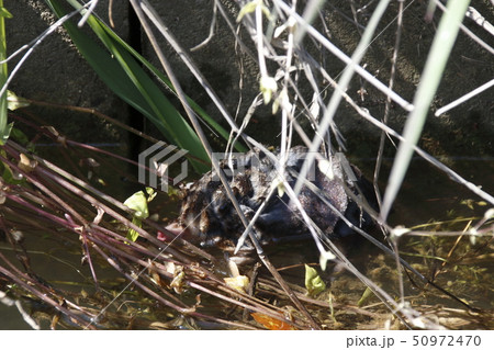 水路を泳ぐ「モグラ」 50972470