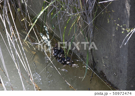 水路を泳ぐ「モグラ」 水路を泳ぐ「モグラ」 50972474
