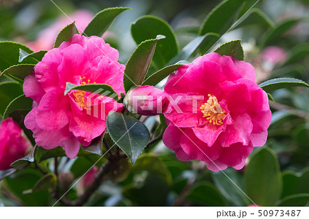 サザンカの花 サザンカの花 50973487