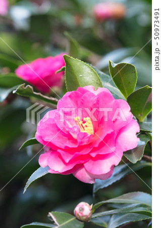 サザンカの花 50973491
