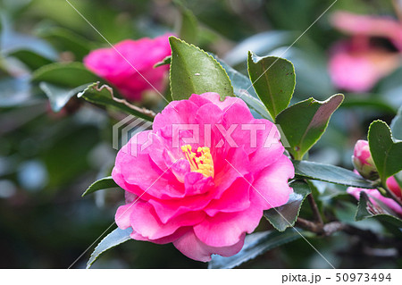 サザンカの花 50973494