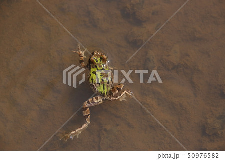 水田のアマガエル 50976582